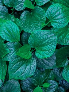 Preview wallpaper leaves, veins, green, macro