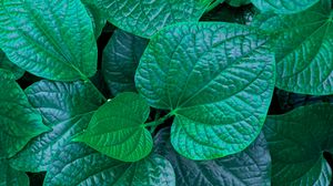 Preview wallpaper leaves, veins, green, macro