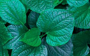Preview wallpaper leaves, veins, green, macro