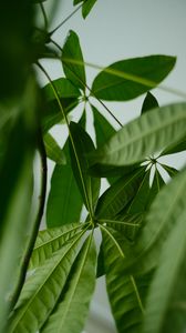 Preview wallpaper leaves, veins, green, plant, macro