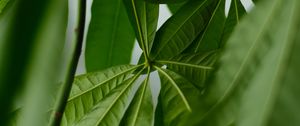 Preview wallpaper leaves, veins, green, plant, macro
