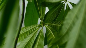 Preview wallpaper leaves, veins, green, plant, macro
