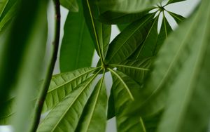 Preview wallpaper leaves, veins, green, plant, macro