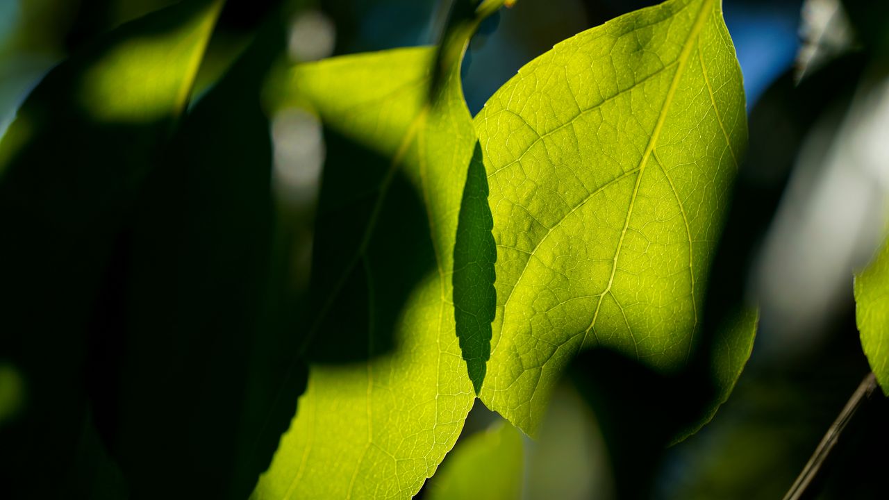 Wallpaper leaves, veins, light, macro, green