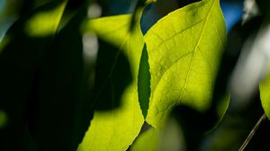Preview wallpaper leaves, veins, light, macro, green