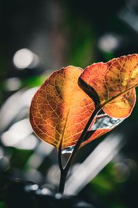Preview wallpaper leaves, veins, macro, branch, blur