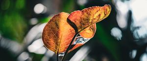 Preview wallpaper leaves, veins, macro, branch, blur