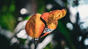 Preview wallpaper leaves, veins, macro, branch, blur