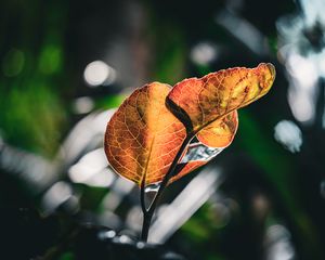 Preview wallpaper leaves, veins, macro, branch, blur