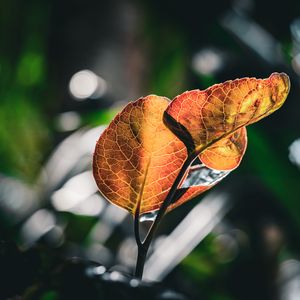 Preview wallpaper leaves, veins, macro, branch, blur