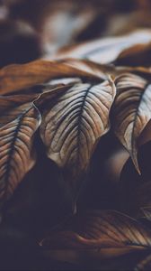 Preview wallpaper leaves, veins, macro, plant, branch