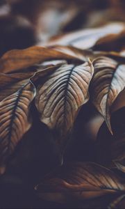Preview wallpaper leaves, veins, macro, plant, branch