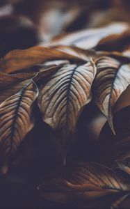 Preview wallpaper leaves, veins, macro, plant, branch