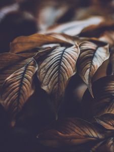 Preview wallpaper leaves, veins, macro, plant, branch