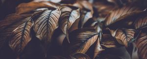 Preview wallpaper leaves, veins, macro, plant, branch