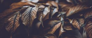 Preview wallpaper leaves, veins, macro, plant, branch
