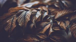 Preview wallpaper leaves, veins, macro, plant, branch