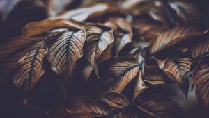 Preview wallpaper leaves, veins, macro, plant, branch