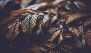 Preview wallpaper leaves, veins, macro, plant, branch