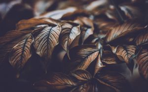 Preview wallpaper leaves, veins, macro, plant, branch