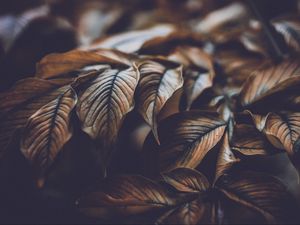 Preview wallpaper leaves, veins, macro, plant, branch