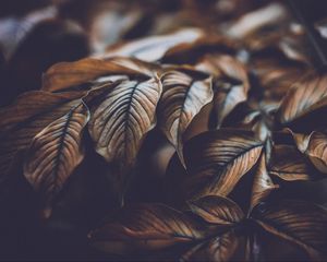 Preview wallpaper leaves, veins, macro, plant, branch