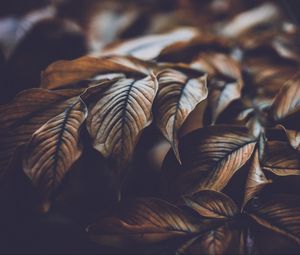 Preview wallpaper leaves, veins, macro, plant, branch