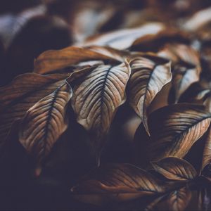 Preview wallpaper leaves, veins, macro, plant, branch