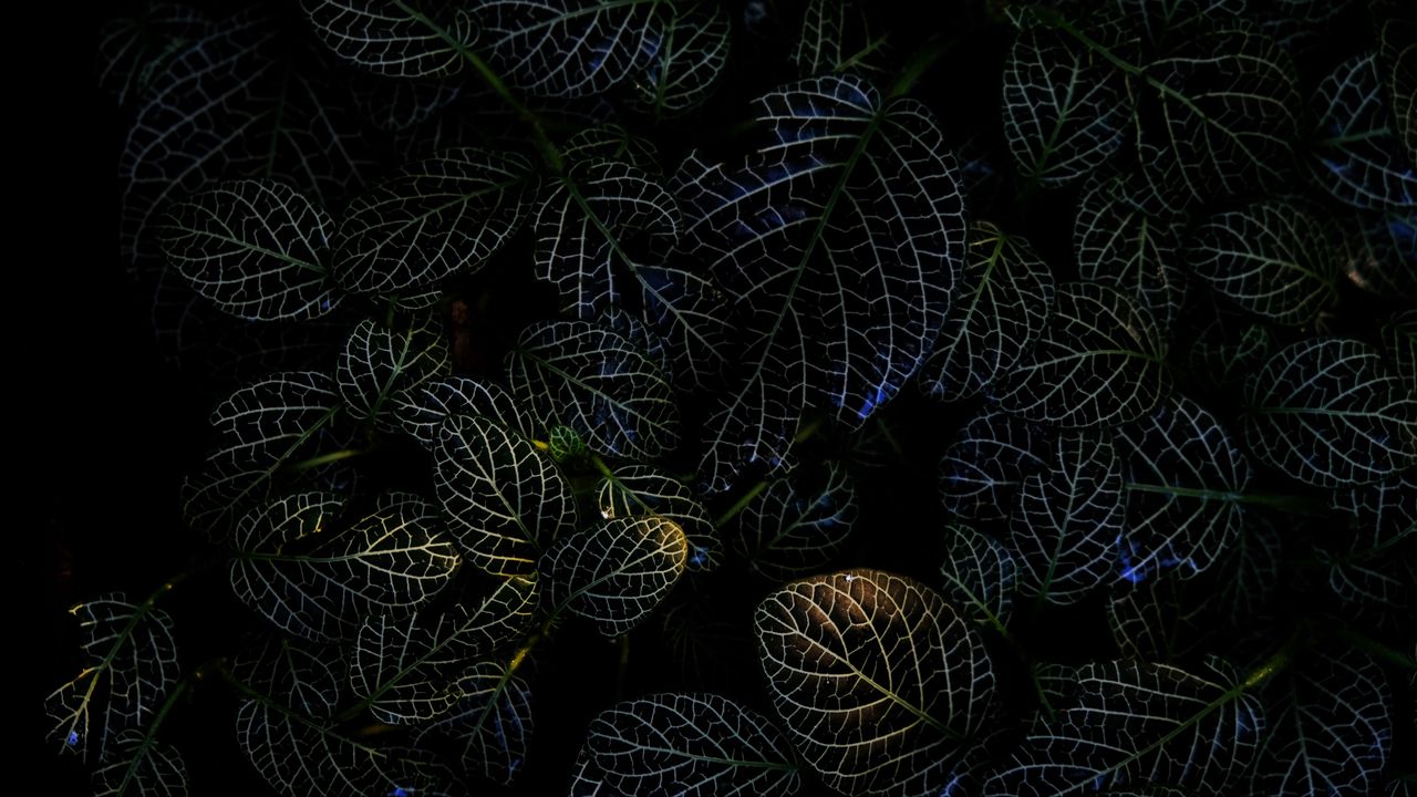 Wallpaper leaves, veins, macro, plant, dark