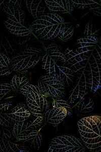 Preview wallpaper leaves, veins, macro, plant, dark