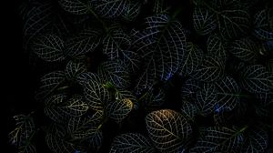Preview wallpaper leaves, veins, macro, plant, dark