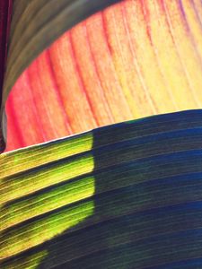 Preview wallpaper leaves, veins, macro, stripes