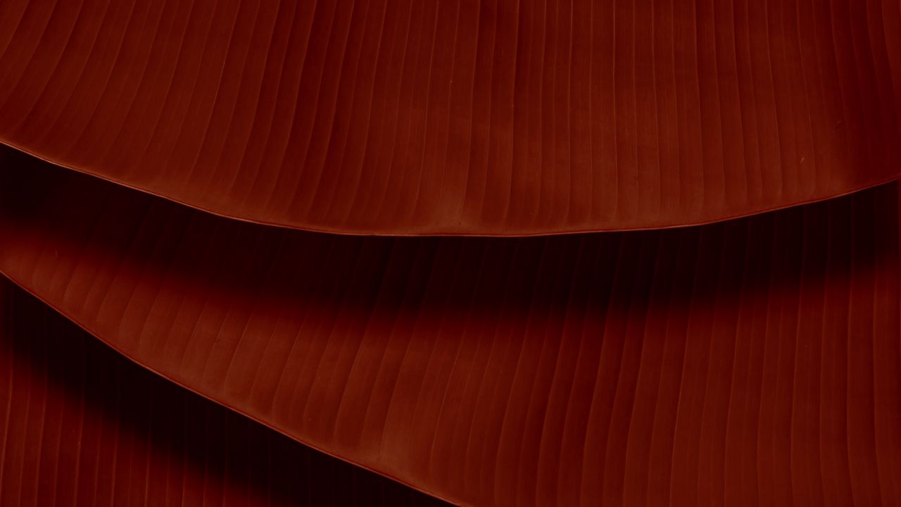 Wallpaper leaves, veins, macro, brown