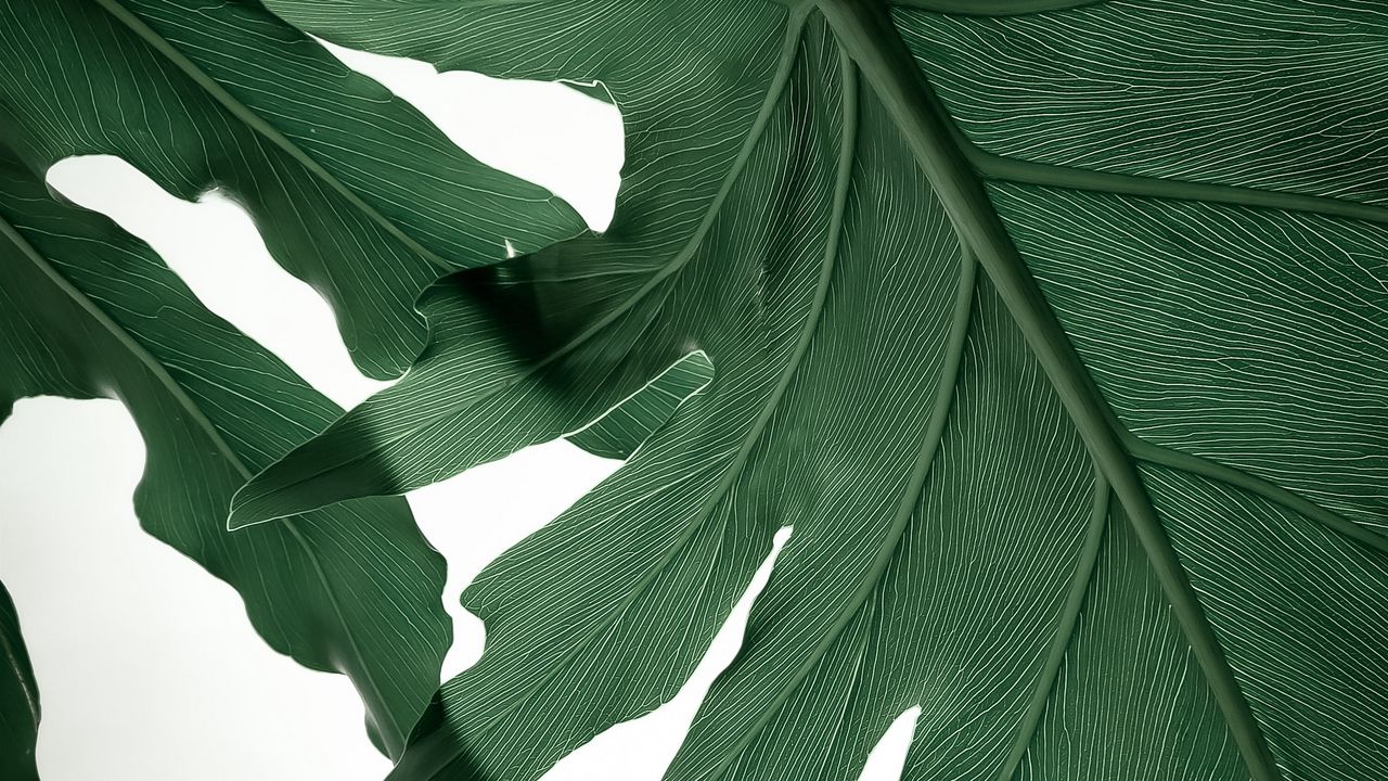 Wallpaper leaves, veins, macro, white