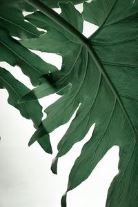 Preview wallpaper leaves, veins, macro, white