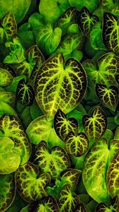 Preview wallpaper leaves, veins, macro, green