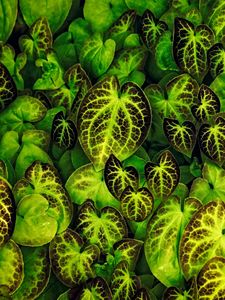 Preview wallpaper leaves, veins, macro, green
