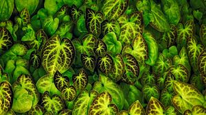 Preview wallpaper leaves, veins, macro, green