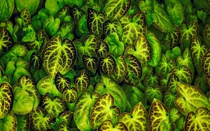 Preview wallpaper leaves, veins, macro, green