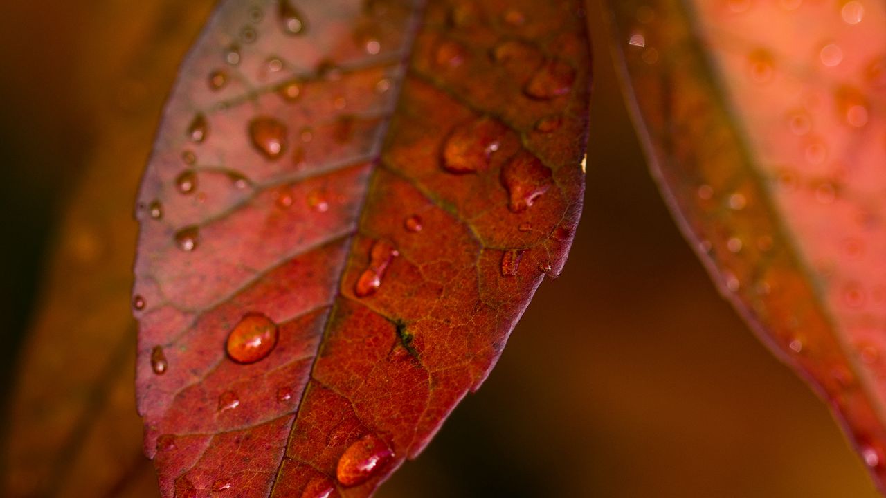 Wallpaper leaves, veins, macro, drops, autumn