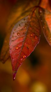 Preview wallpaper leaves, veins, macro, drops, autumn