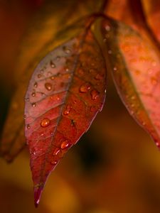 Preview wallpaper leaves, veins, macro, drops, autumn