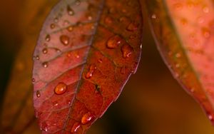 Preview wallpaper leaves, veins, macro, drops, autumn