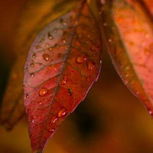 Preview wallpaper leaves, veins, macro, drops, autumn