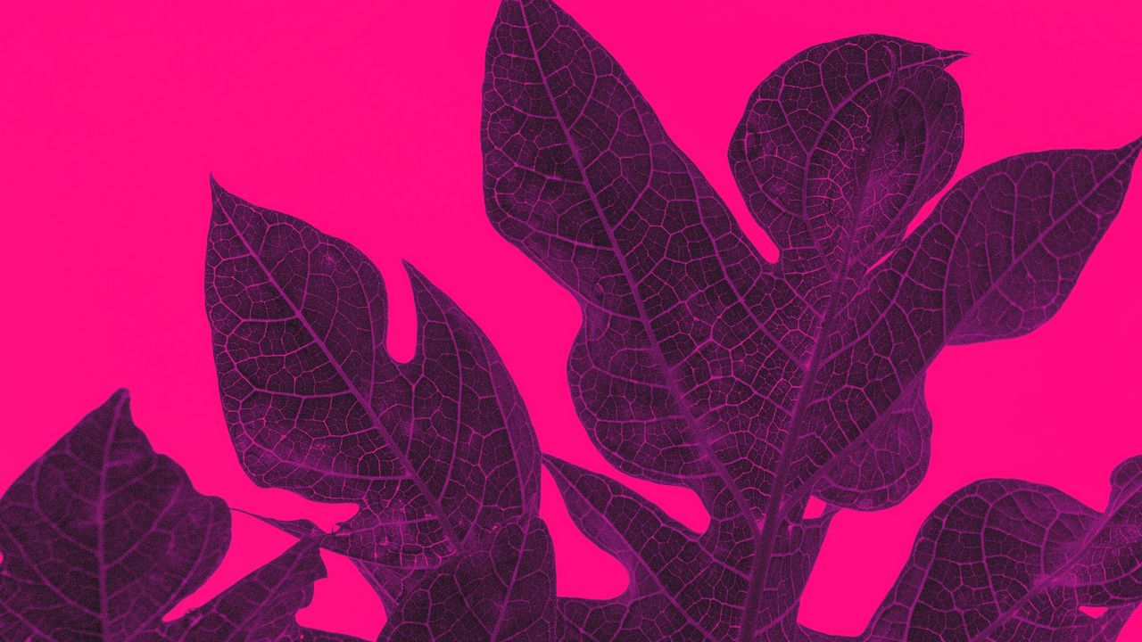 Wallpaper leaves, veins, macro, tropical, purple