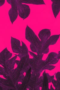 Preview wallpaper leaves, veins, macro, tropical, purple