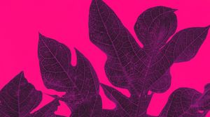 Preview wallpaper leaves, veins, macro, tropical, purple