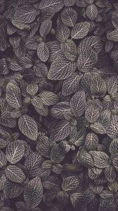 Preview wallpaper leaves, veins, plant, texture
