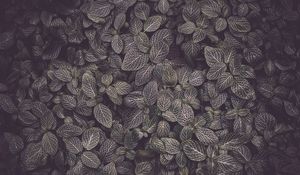 Preview wallpaper leaves, veins, plant, texture
