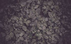 Preview wallpaper leaves, veins, plant, texture